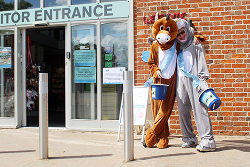 Bransby Horses - Apply to Volunteer