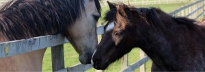 Discover Lincolnshire Weekend @ Bransby Horses | Bransby | United Kingdom