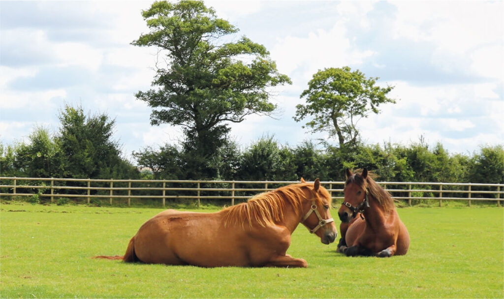 two ponies lying down in a field next to each other
