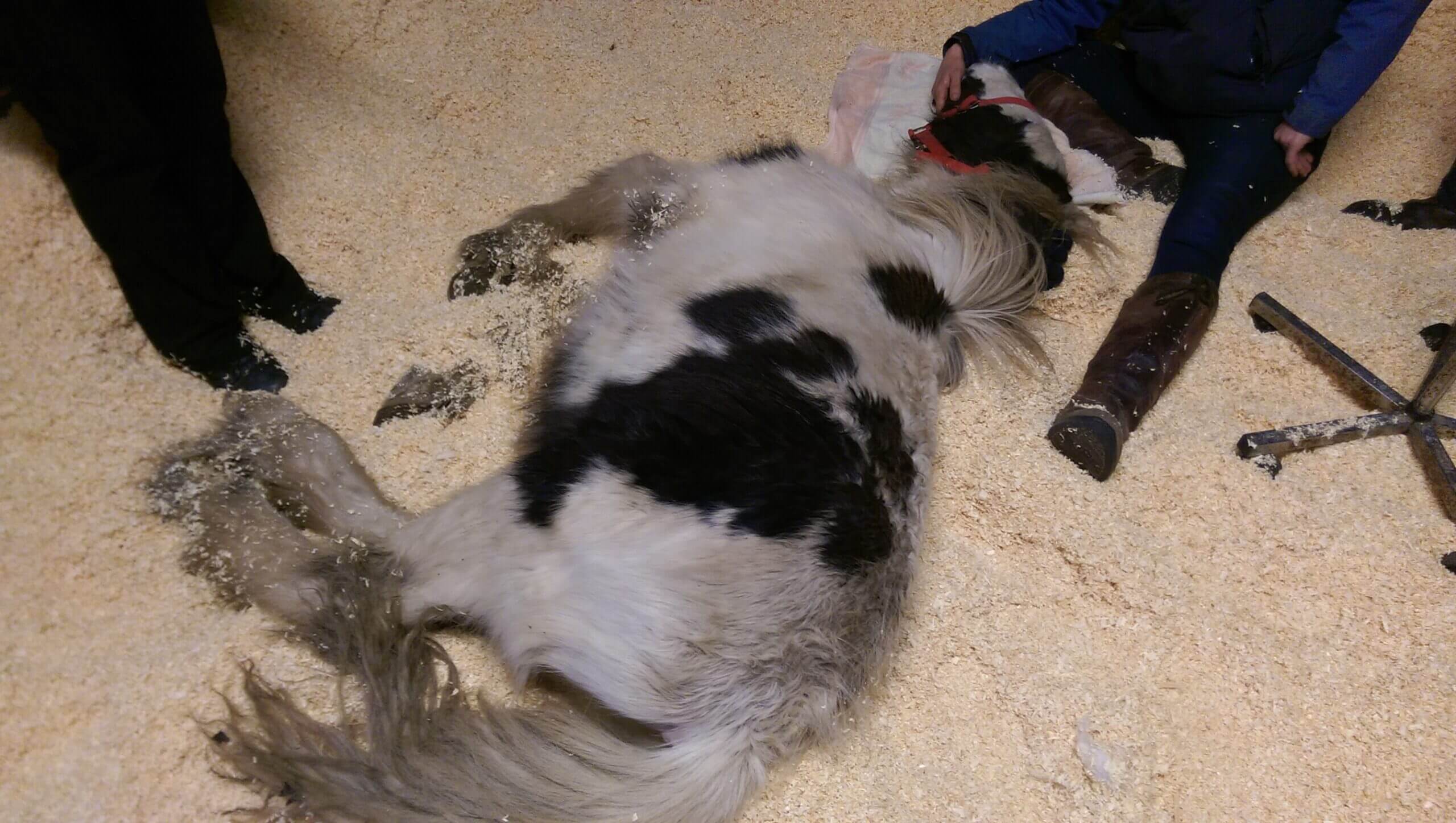 black and white cob lying down on its side on a bed of shavings. His head is resting on a team members lap.