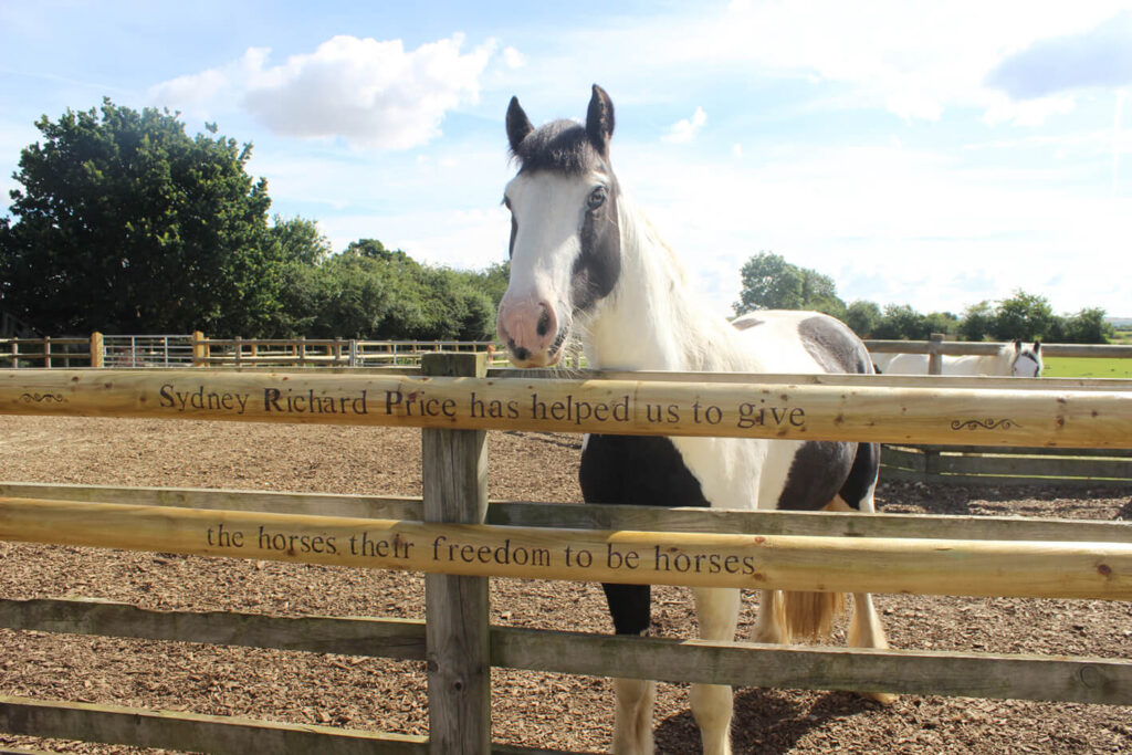 black and white cob stood behind a fence that has an 'in memory of' message carved into the wood