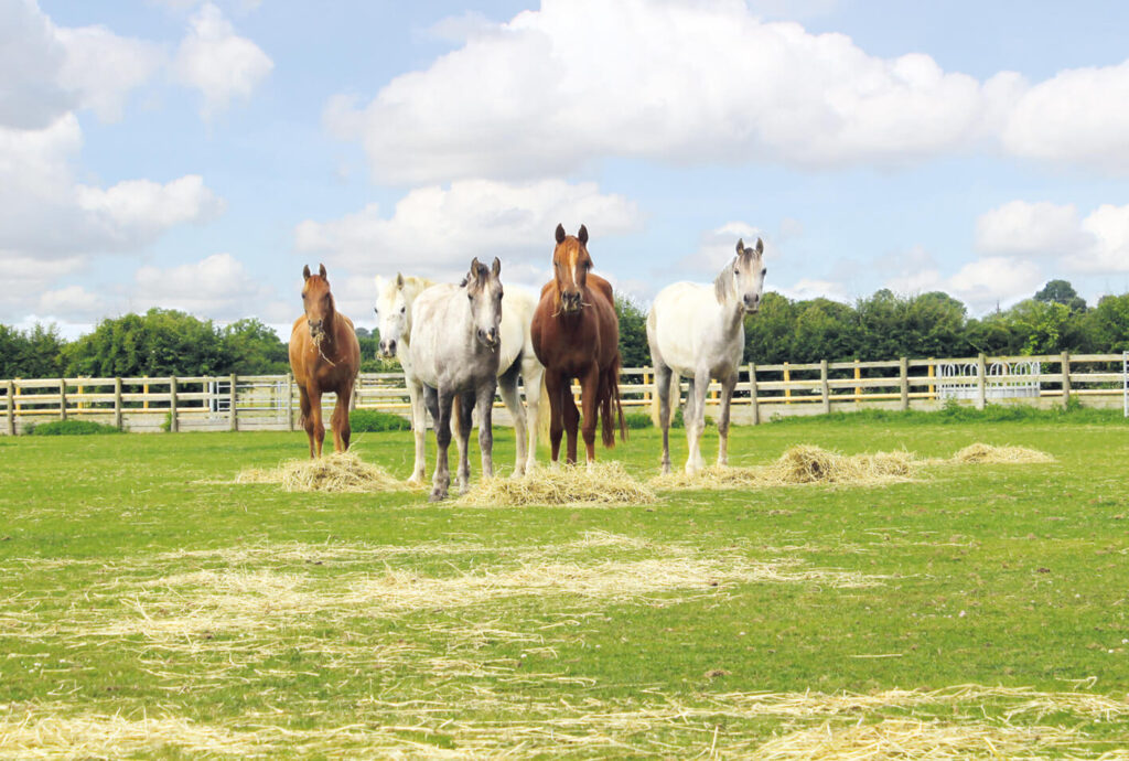 herd of five arabs stood eating hay in a field