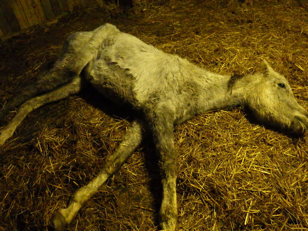 intake photo of a severely emaciated grey arab mare, lying down on a bed of straw