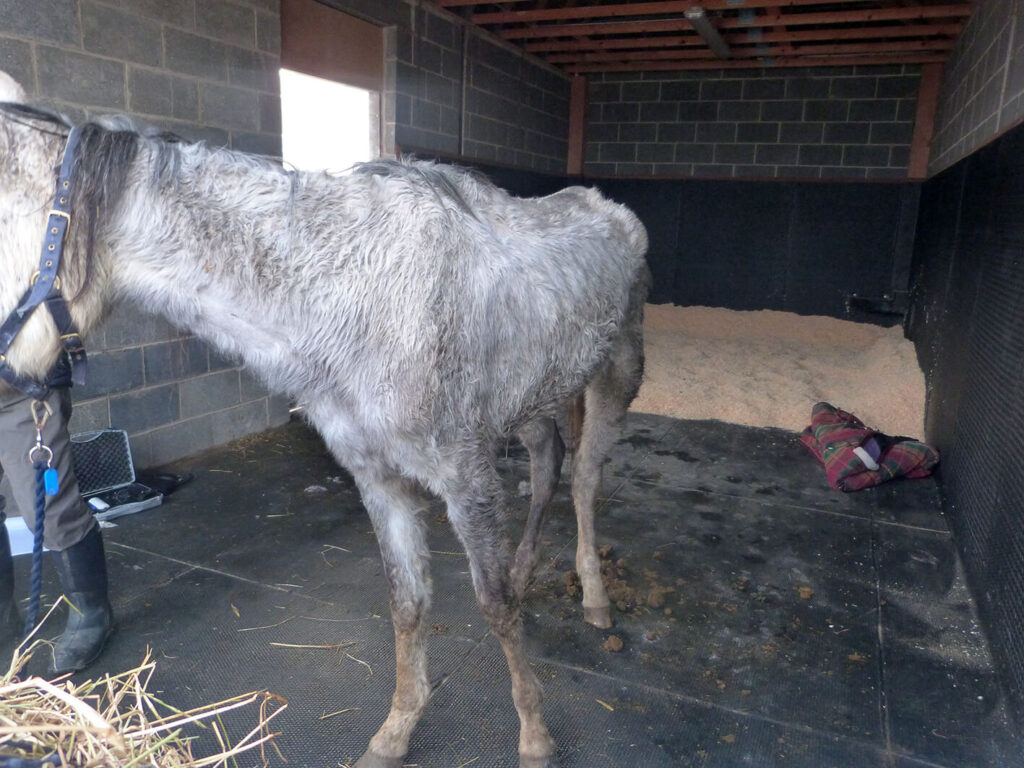 intake photo of a severely emaciated grey arab mare, stood in a padded stable