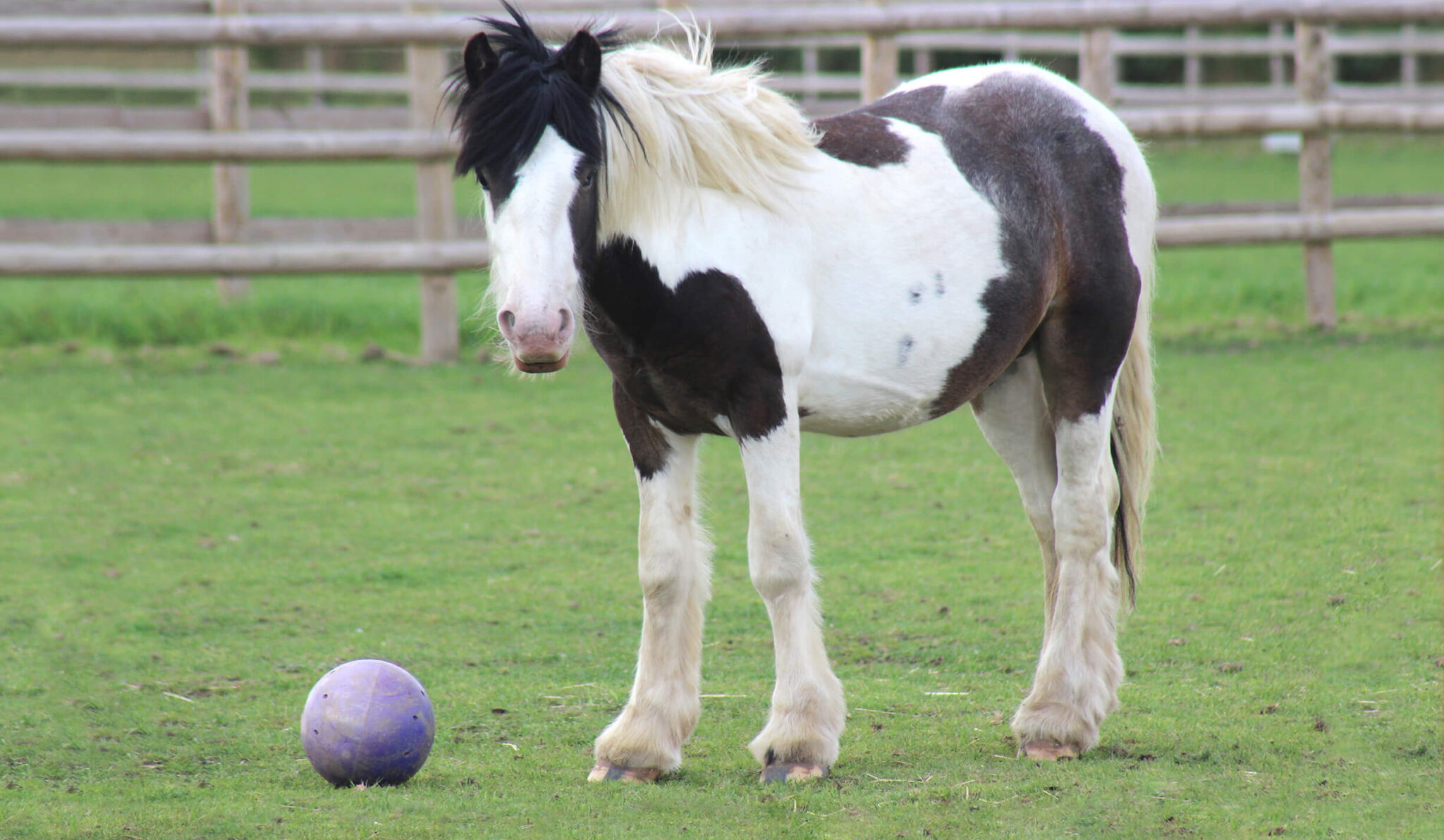black and white cob stood in a field with a treat ball