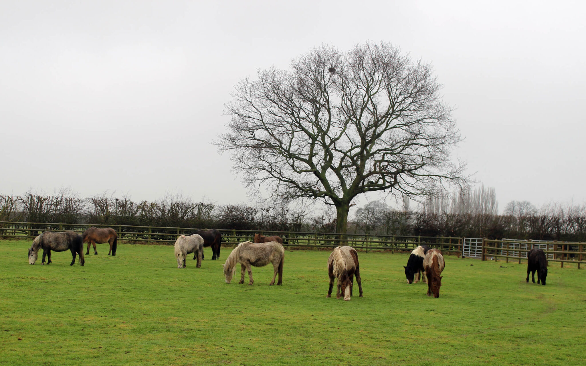 herd of ponies rescued from bodmin moor stood in a field