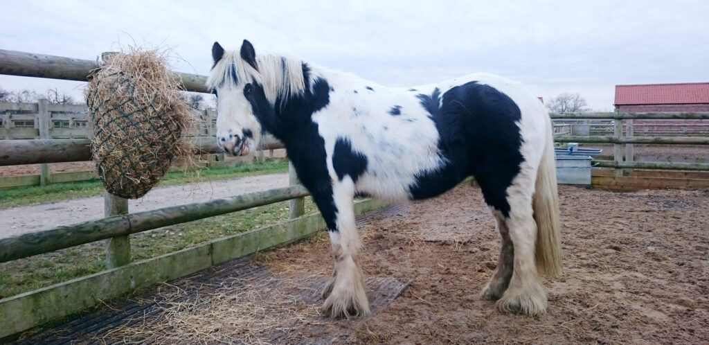 black and white cob stood in a sand pad eating from a haynet