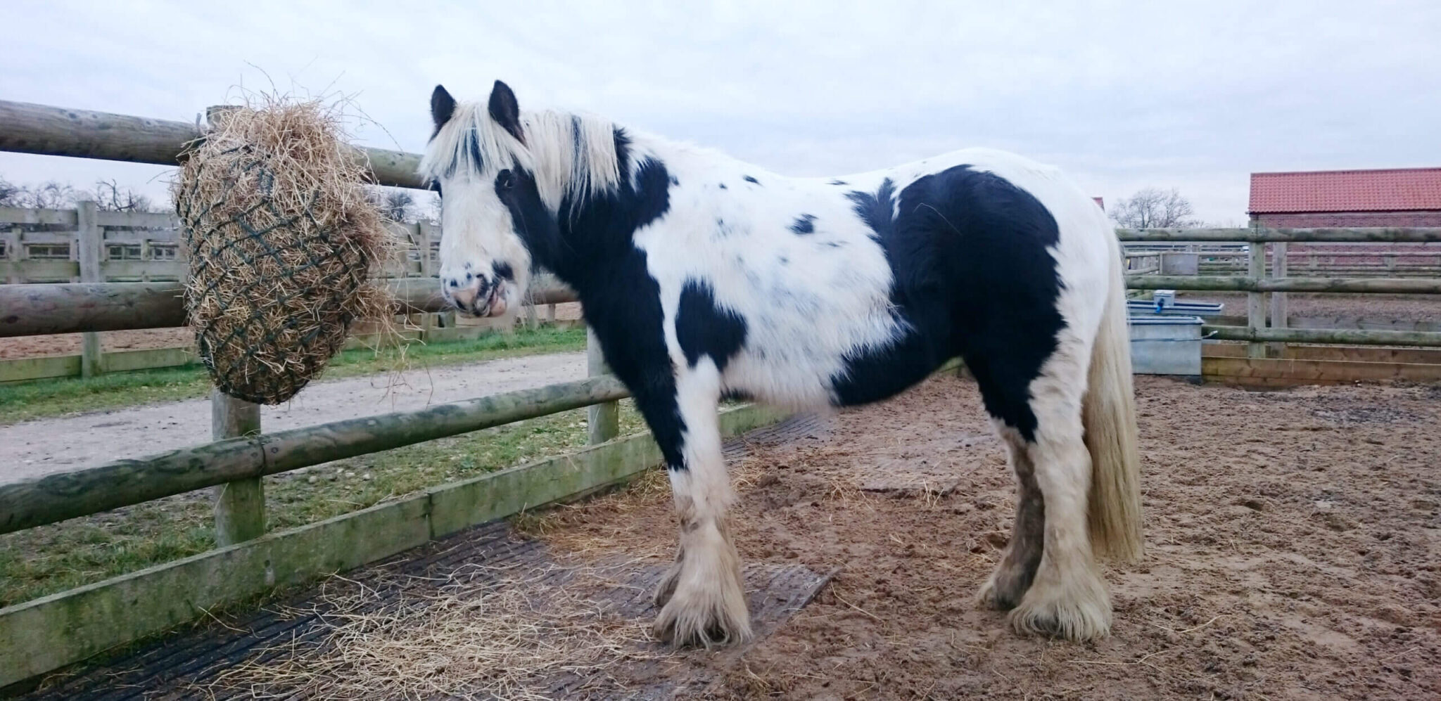 black and white cob stood in a sand pad eating from a haynet