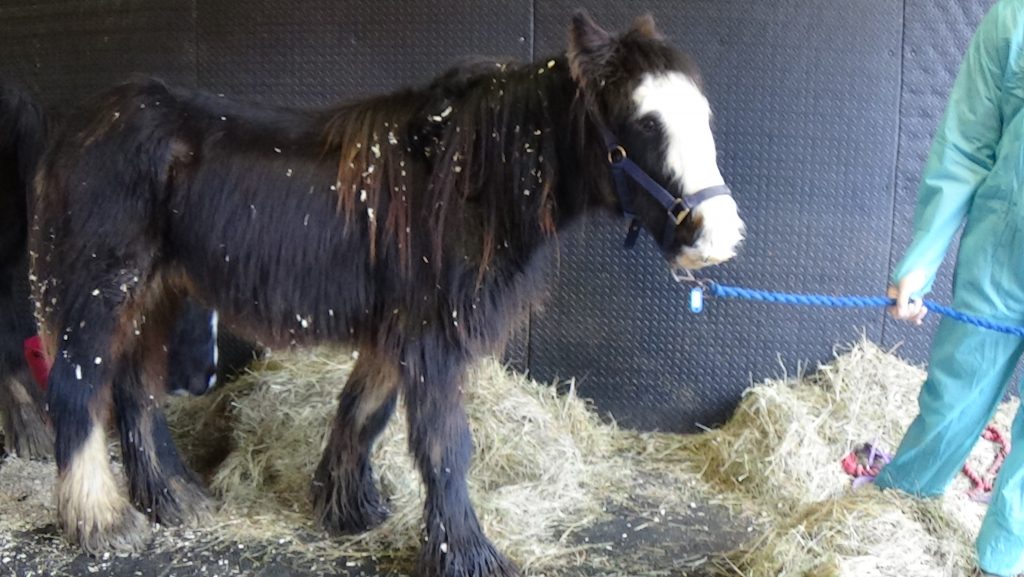 intake photo of a young emaciated black cob with a white nose, being led by a member of staff into a stable
