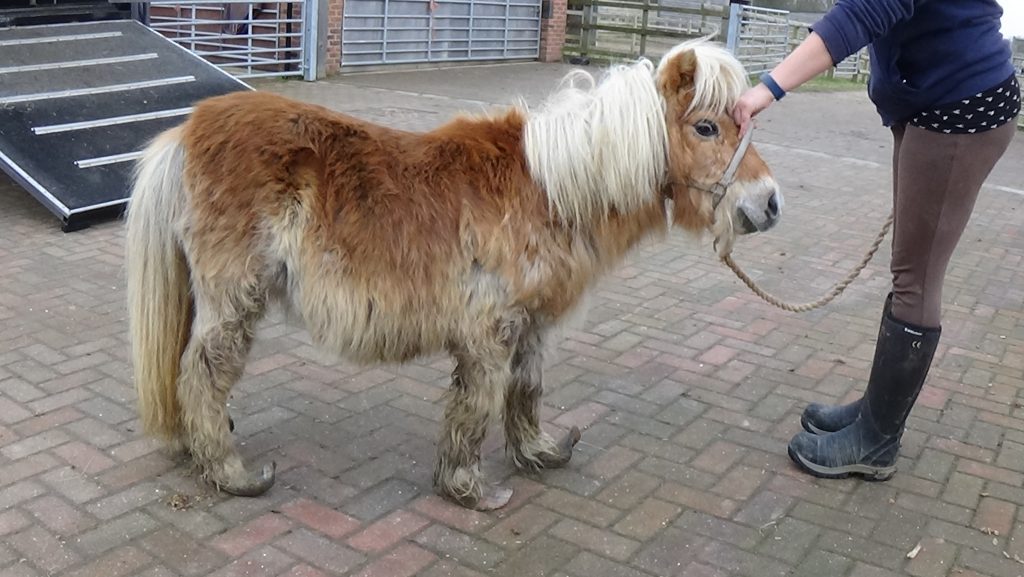 intake photo of a chestnut shetland pony with a matted coat and severely overgrown hooves