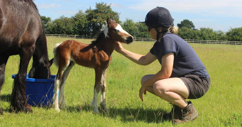 Mare drinking water while her foal is being petted by a member of staff
