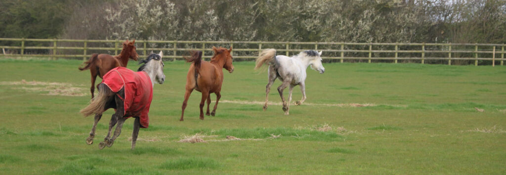 small herd of arabs running in a field away from the camera