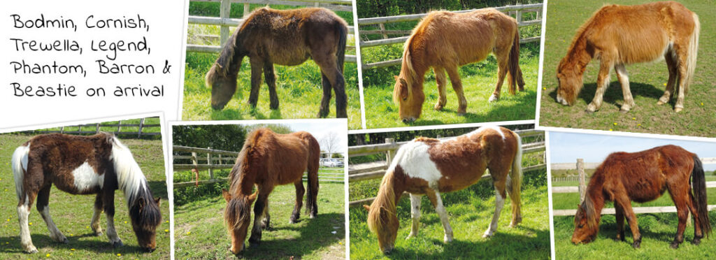 bodmin, cornish, trewella, legend, phantom, barron and beastie on arrival