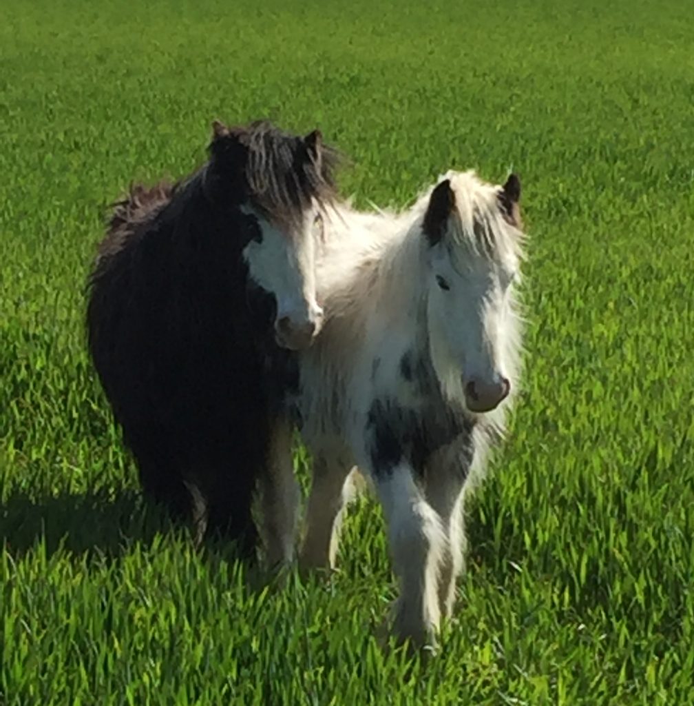 two cob like ponies walking through a field of green grass