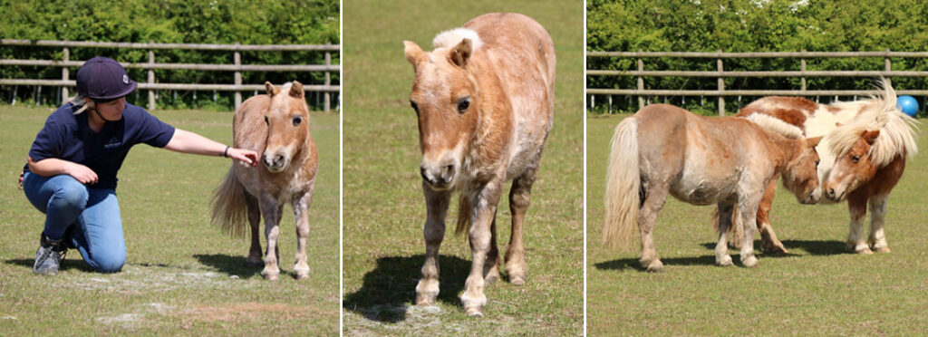 three separate images of veronica with a shaved mane in her field