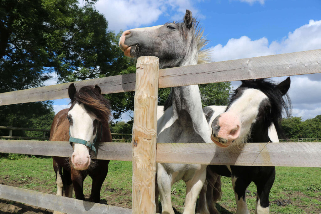 Two cobs sticking their heads through a fence and one resting his head on top of the fence