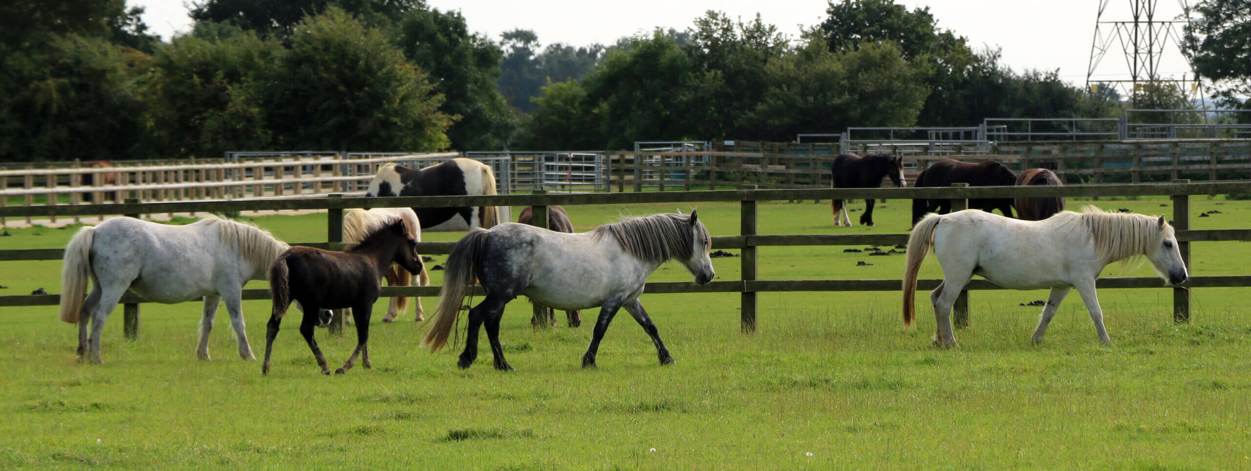 group of small welsh ponies roaming around a field