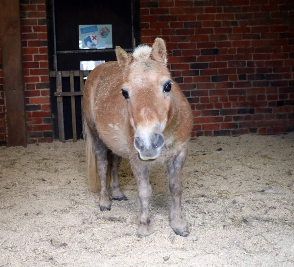 shetland pony with shaved mane to help with skin condition