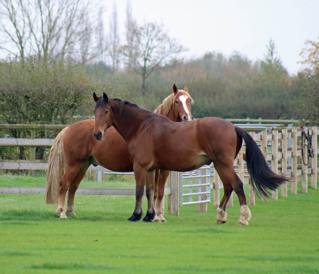 two horses stood next to each other facing different directions but both looking at the camera