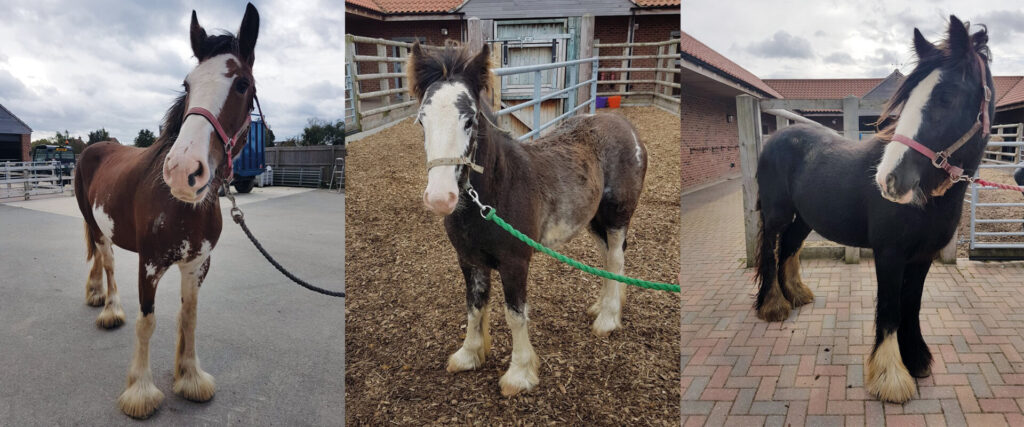 three pictures of three ponies rescued from running loose on the road