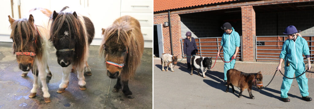 two images of three minature shetlands