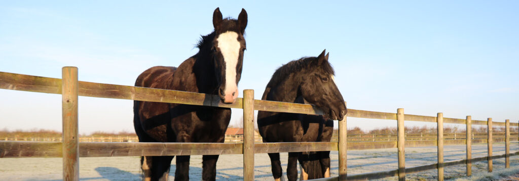 two black shire horses with heads over the fence standing in a frosty field