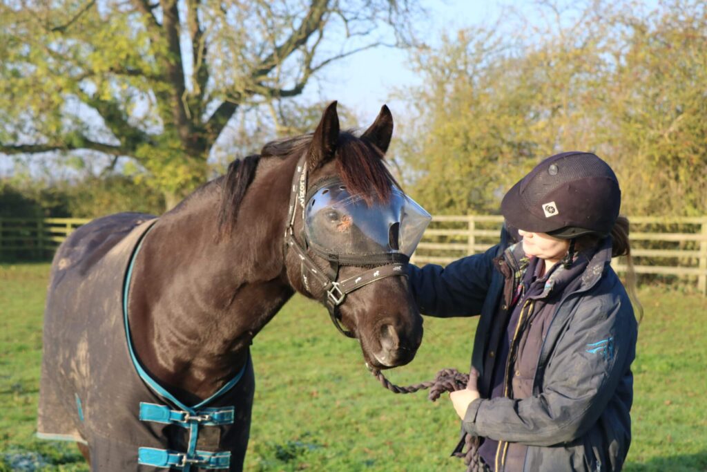 black horse wearing an eye mask after surgery and being led by a member of staff