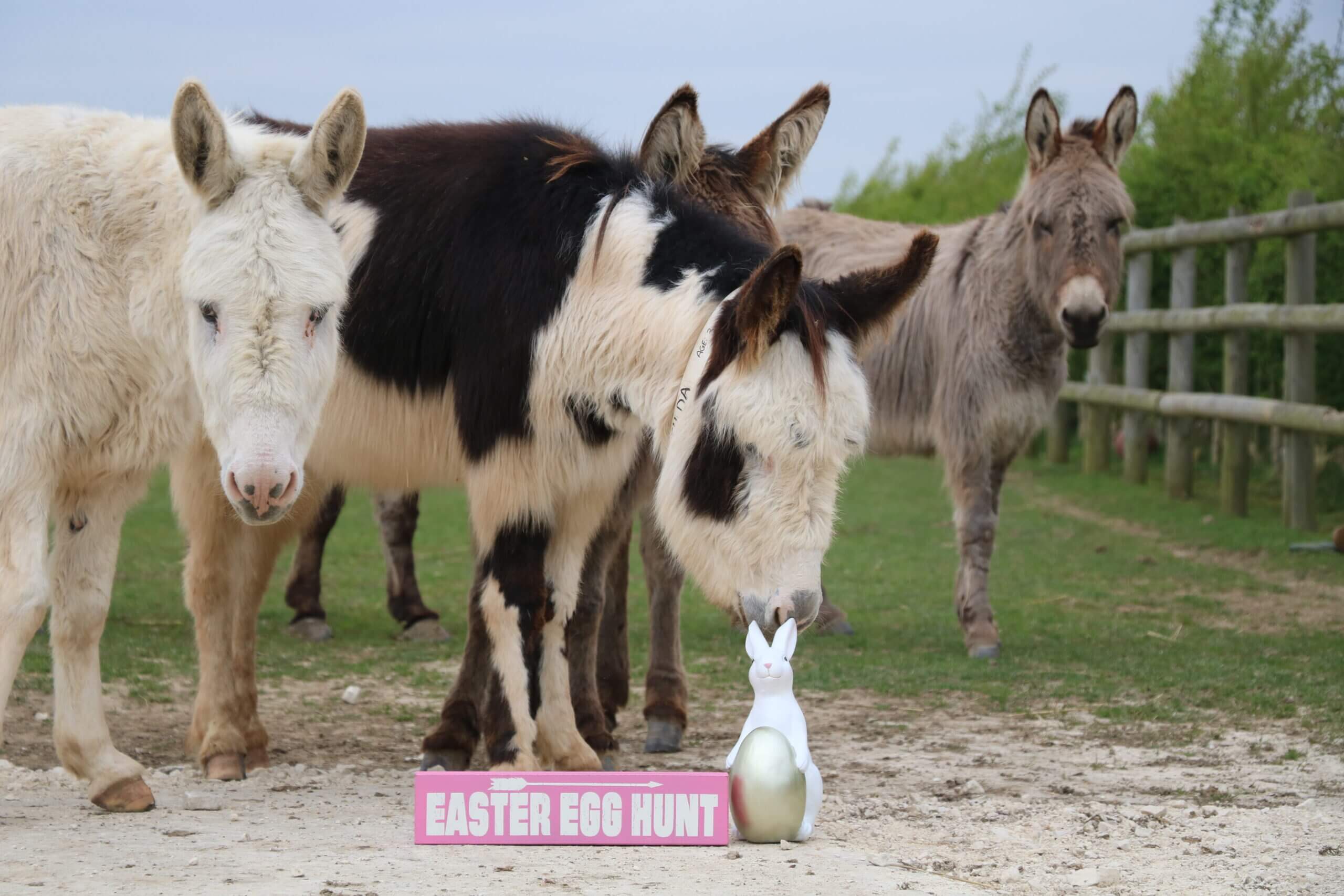 four donkeys looking at the camera and stood behind a sign that says easter egg hunt