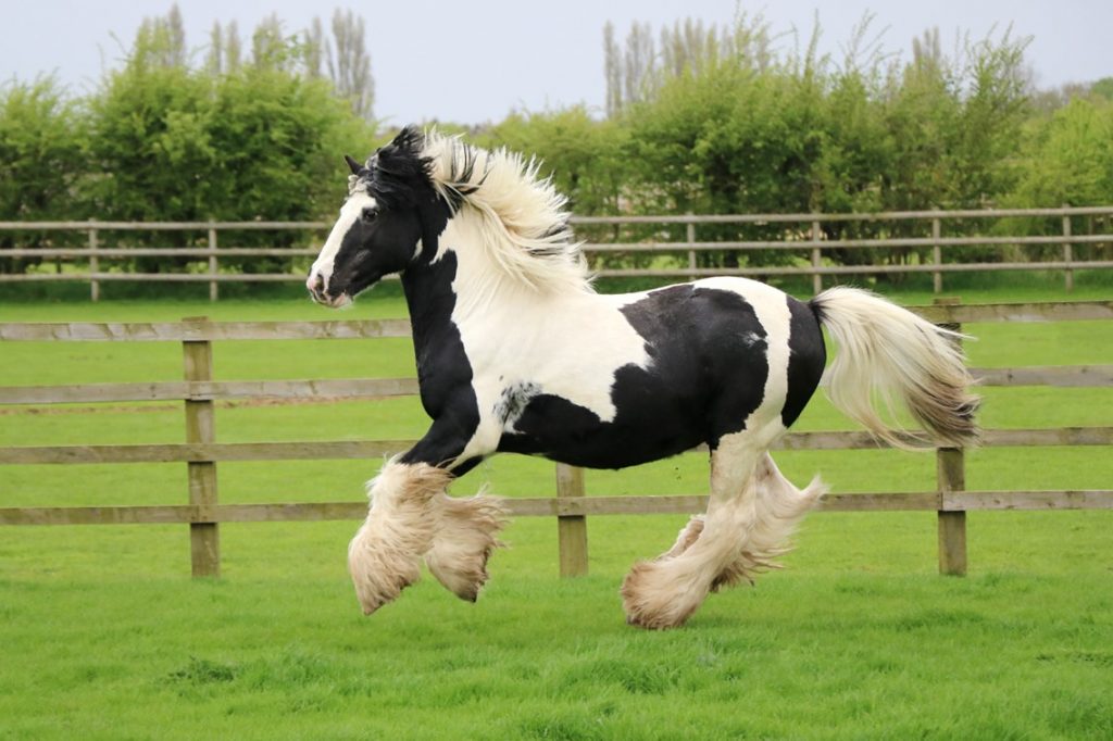 black and white cob galloping through a field