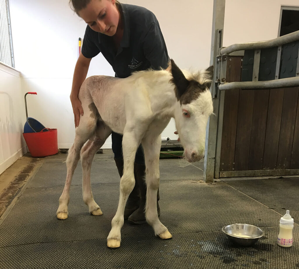neglected colt being held up by a member of staff