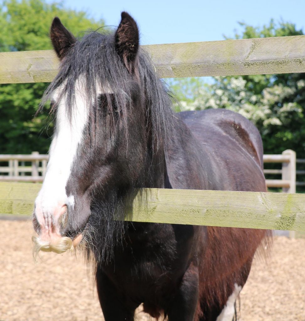 black cob with a white nose sticking his head through the fence rails