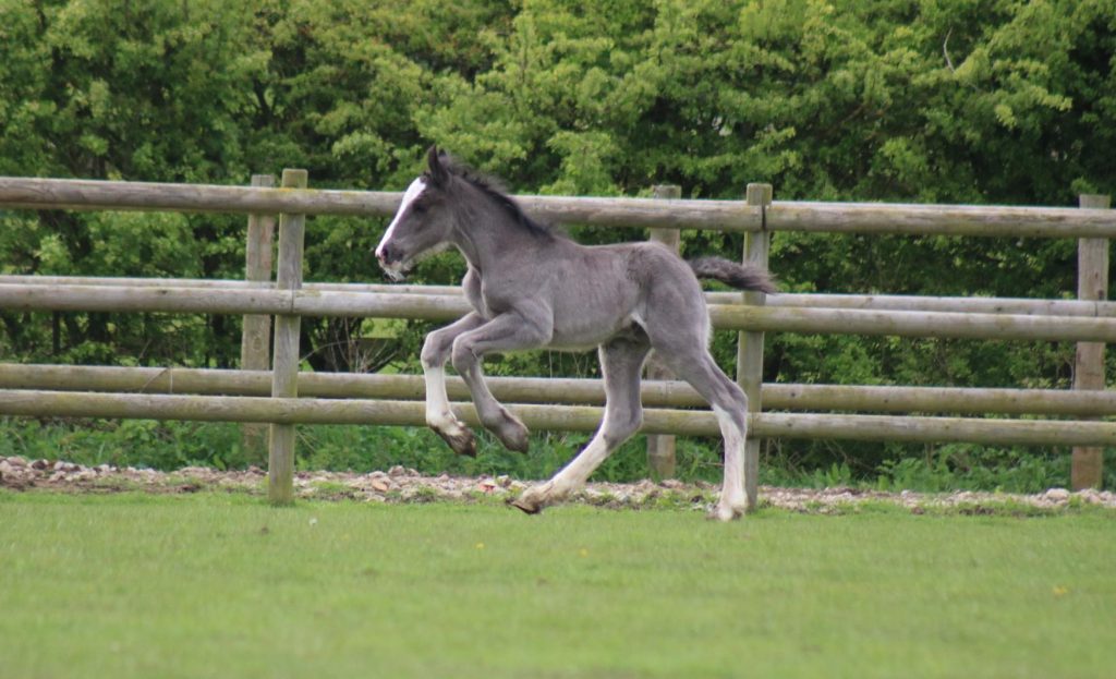 shire horse foal running through a field