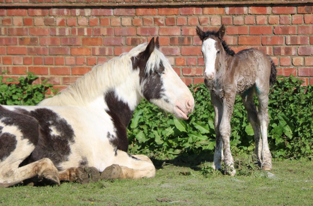 young strawberry roan foal stood next to mum who's lying down in a field