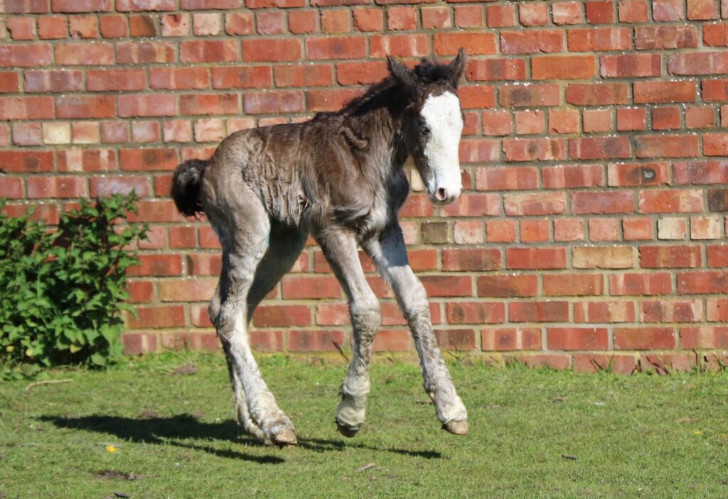 young strawberry roan foal running in a field