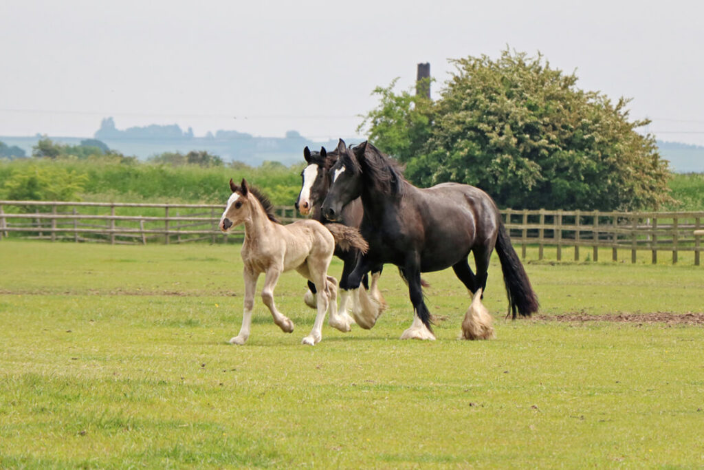 two mare shire horses with shire foal running in a field