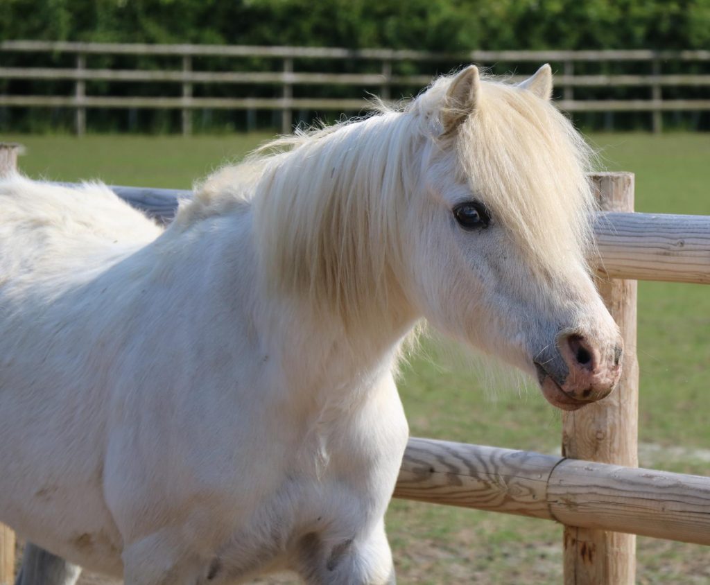 small grey pony stood against a fence in a field