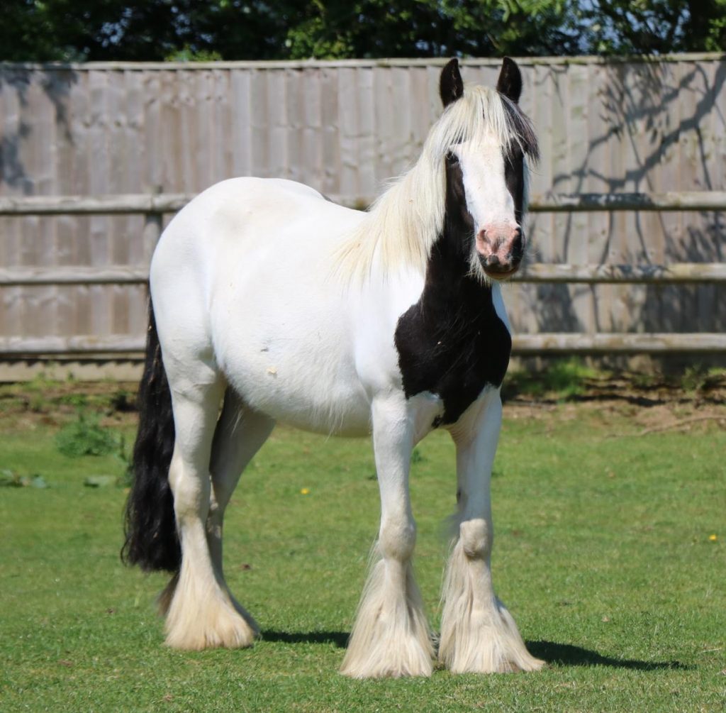 healthy black and white cob stood in a paddock looking at the camera