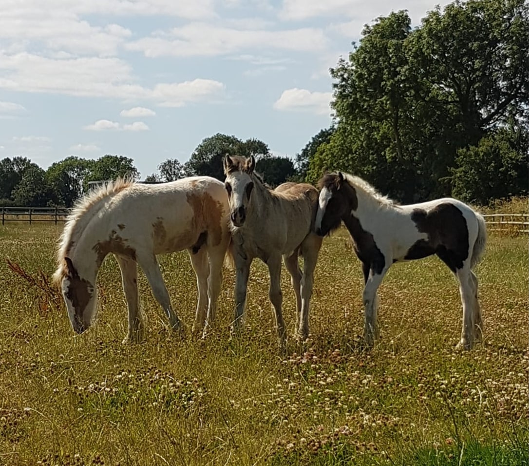 three young colts stood close together in a field