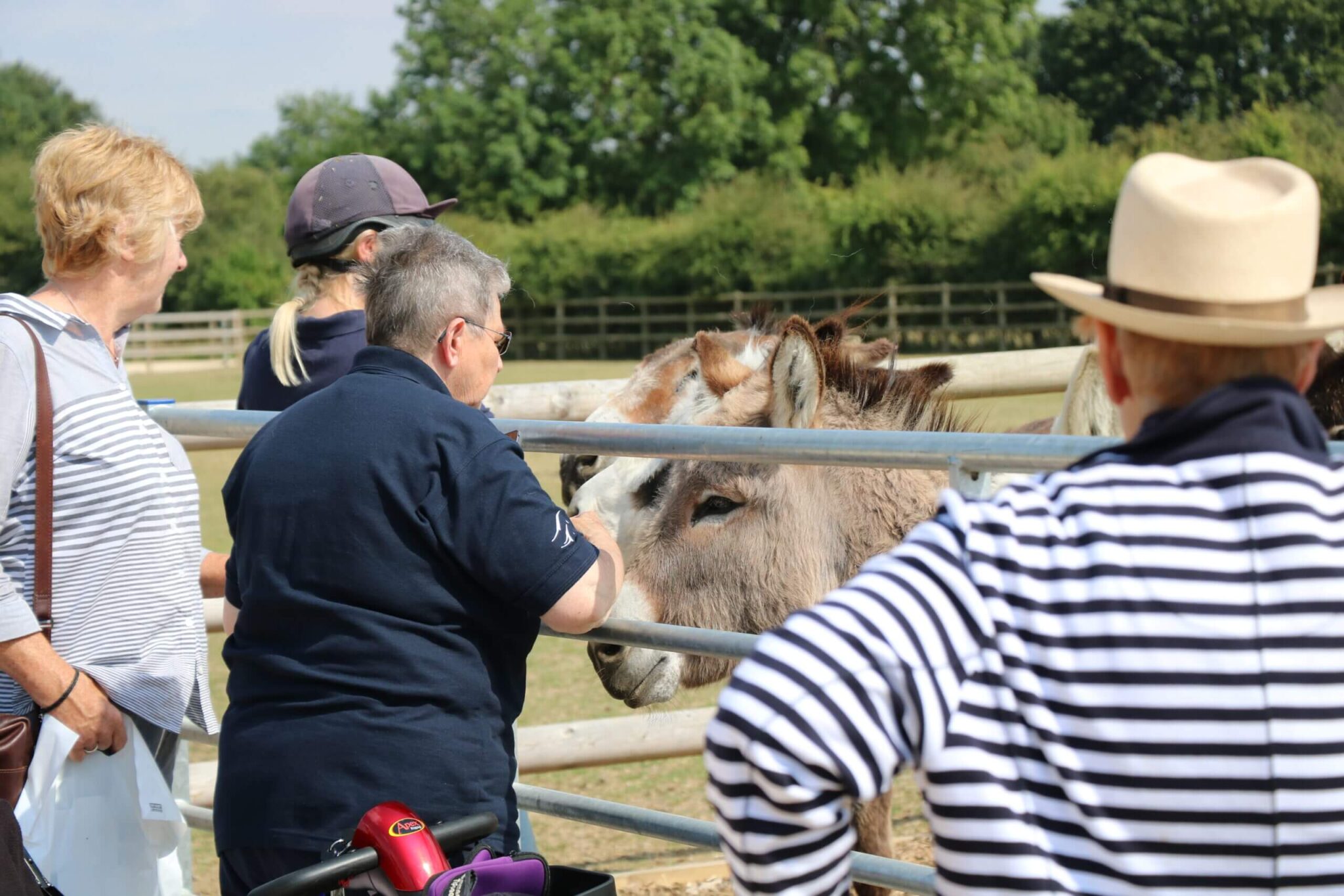 group of visitors greeting a donkey