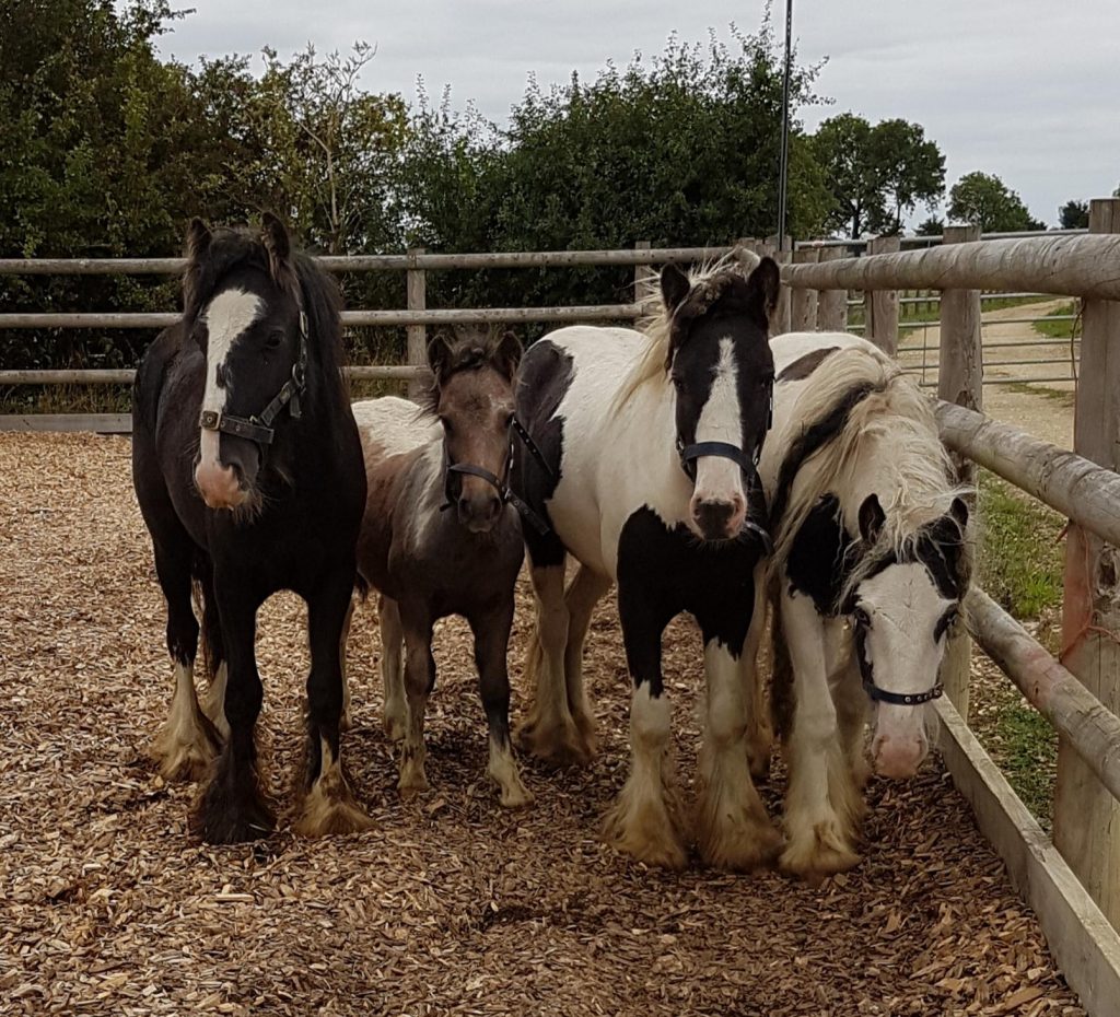group of four cobs stood right next to each other on a wood chip pad