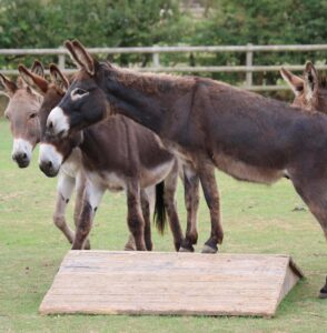 Nipper Bransby Horses - 