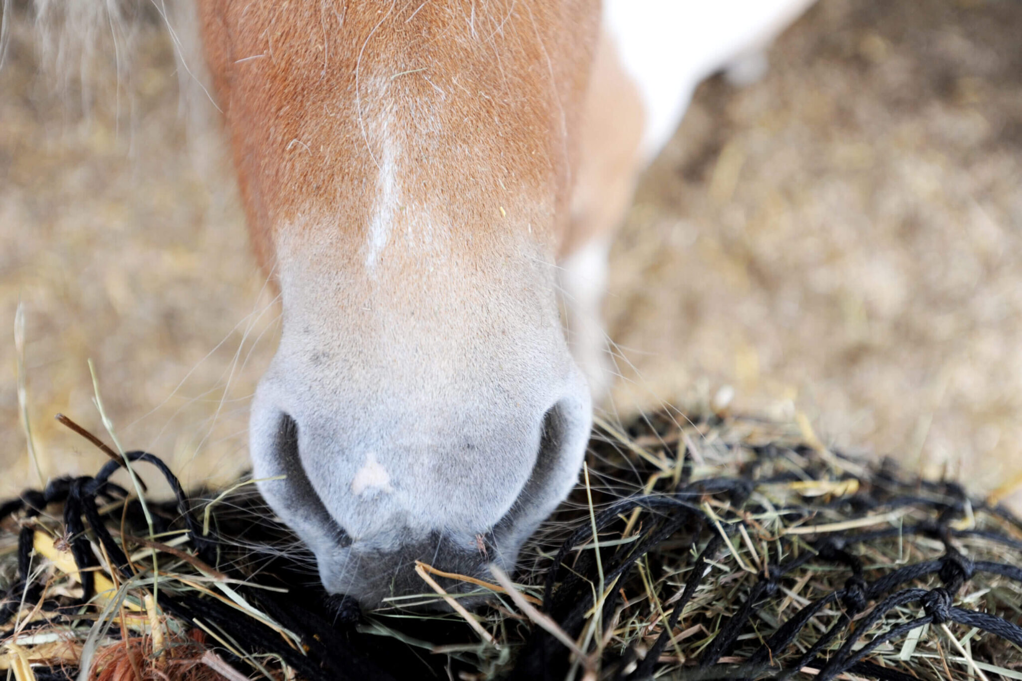 close up of a horse's muzzle