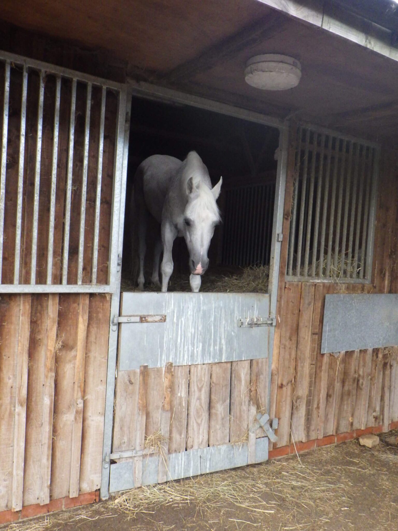 arab horse stood in a stable