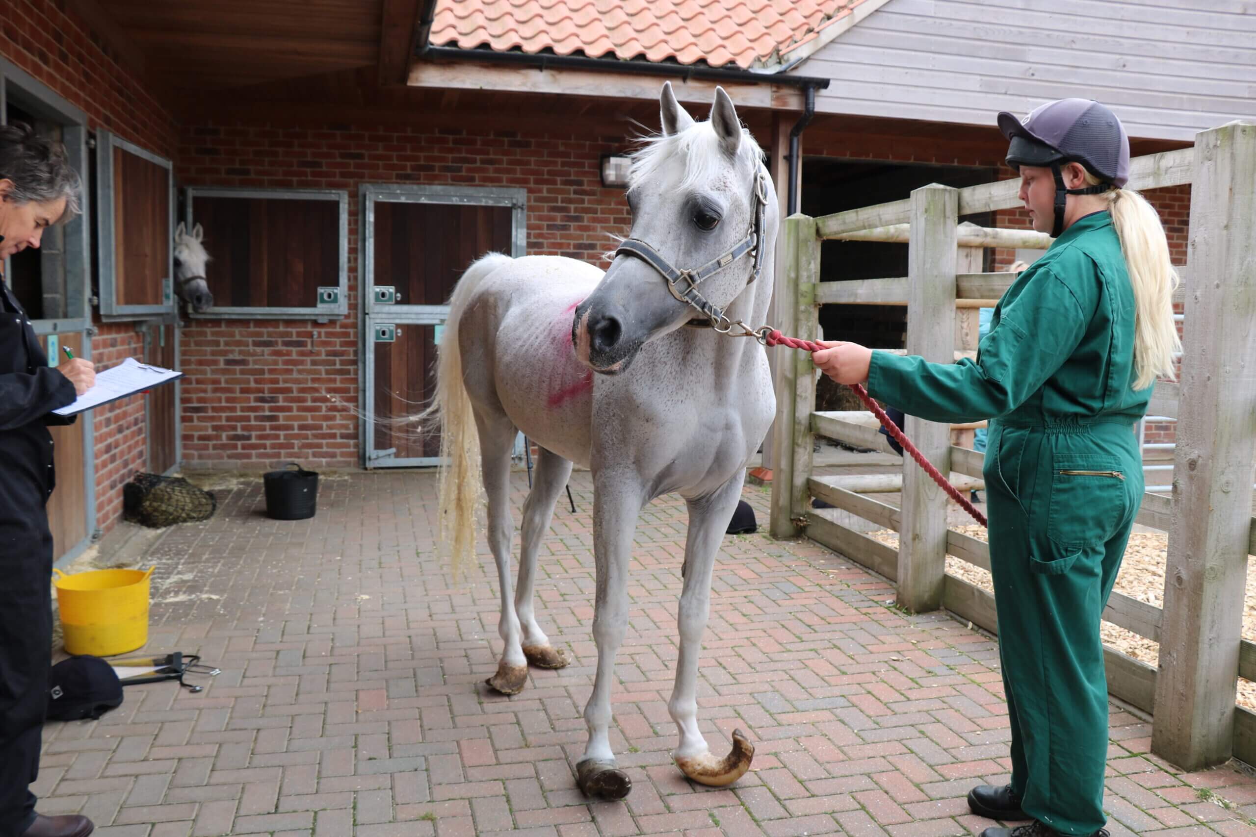 neglected grey arab with visible ribs and severely overgrown hooves being held by a member of staff, after rescue