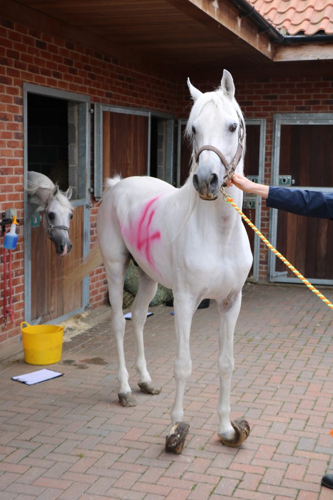 intake photo of a grey arab horse with severely overgrown hooves and the number 4 painted on his side