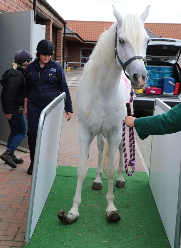 intake photo of a grey arab horse with severely overgrown hooves stood on a weigh bridge