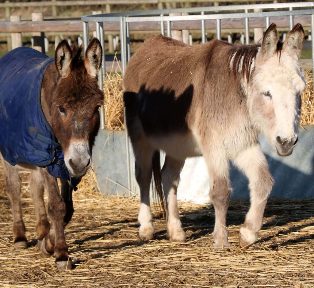 two male donkeys walking side by side