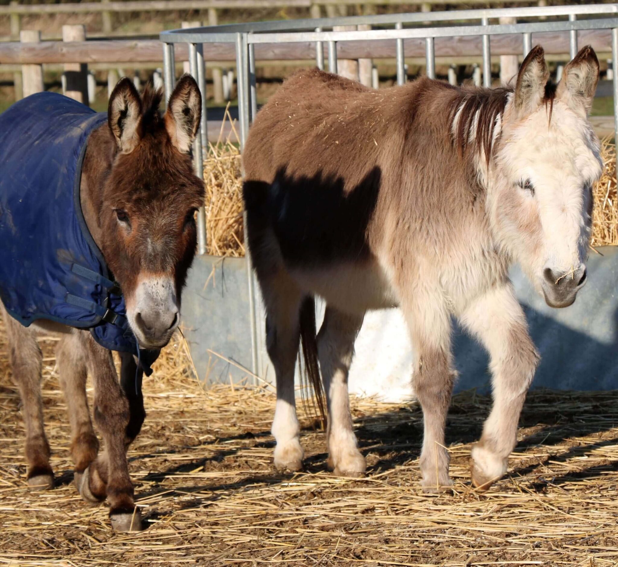 two male donkeys walking side by side