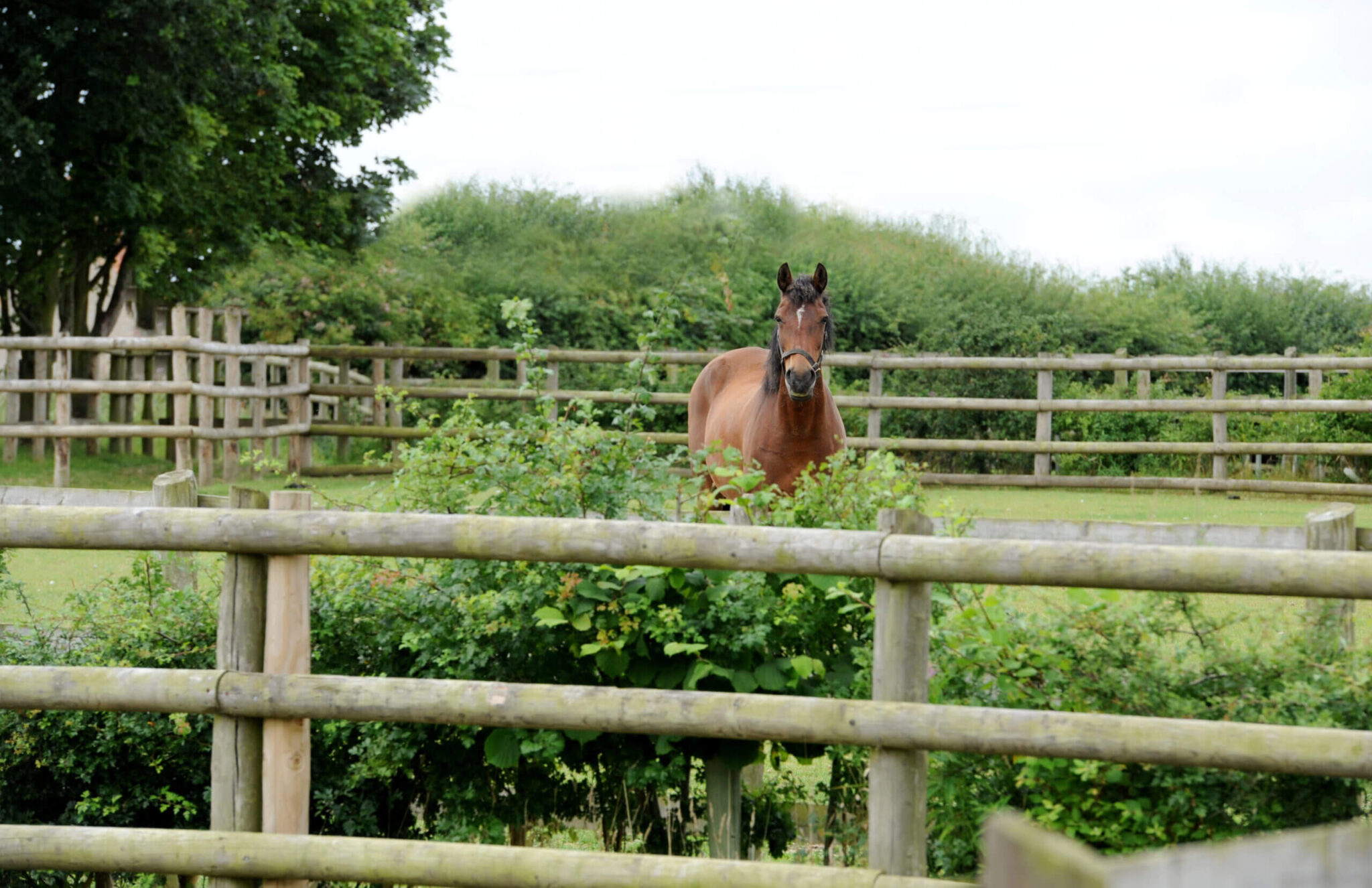 horse stood from a distance staring at the camera