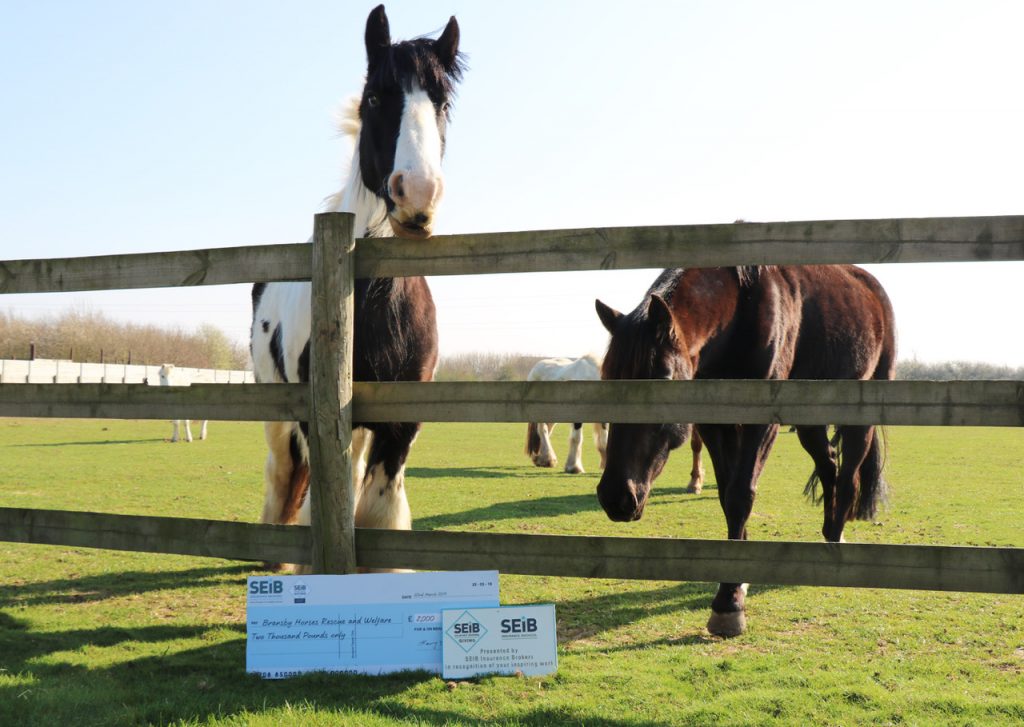 black and white pony with a brown pony stood near a fence, a large cheque is resting on the floor